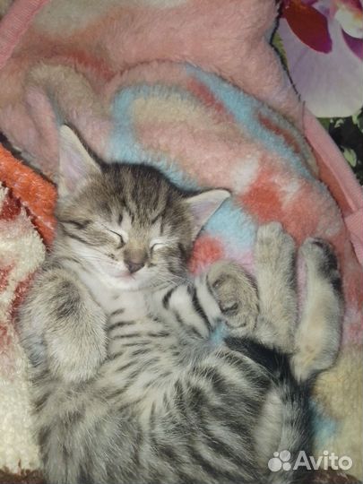 Кошка в дар