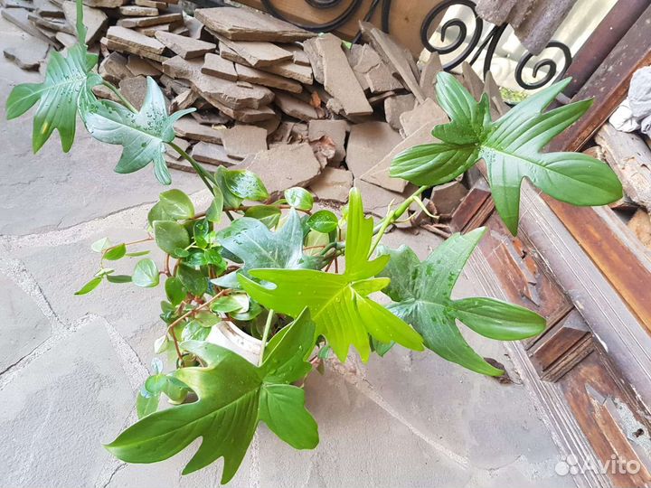 Филодендрон