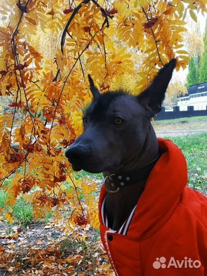 Ксолоитцкуинтли вязка