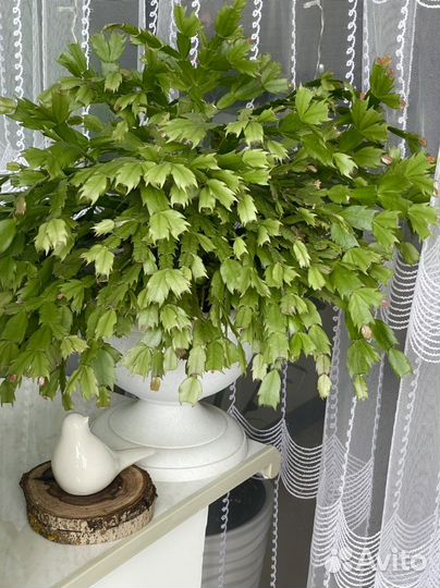 Декабрист Шлюмбергера Кактус Комнатные цветы