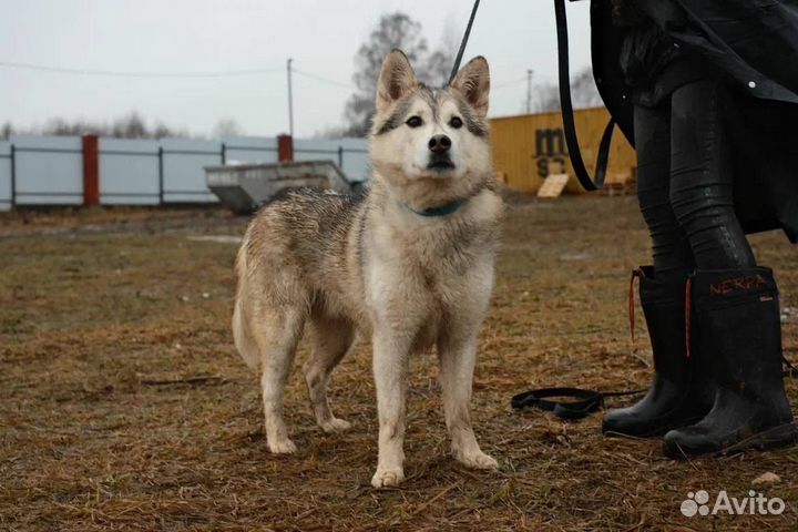 Сибирский хаски бесплатно