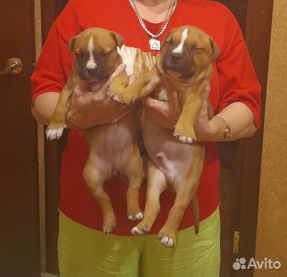 Щенки питбуля