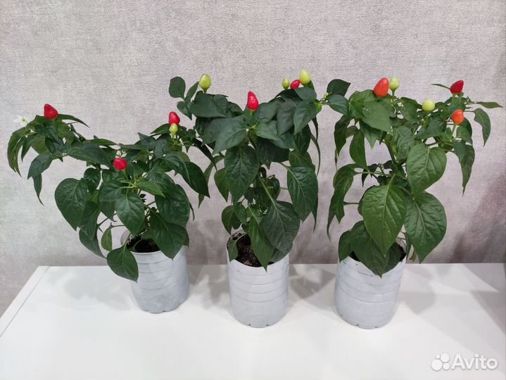 Перец декоративный комнатный