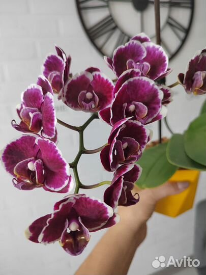 Орхидея фаленопсис Lady Spring