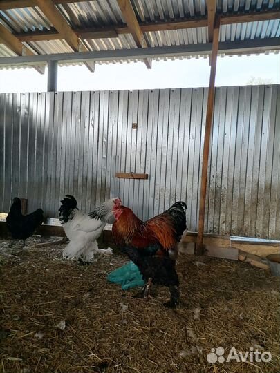 Брама по продаже тороплюсь