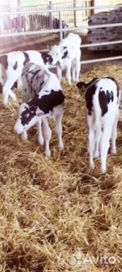 Крс молодняк