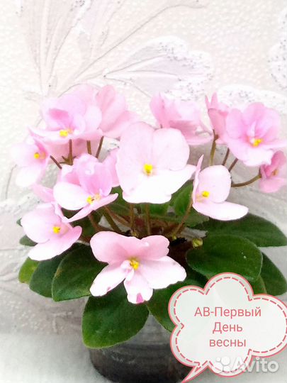 Сортовые фиалки