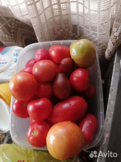 Помидоры свежие домашние