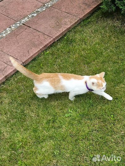 Котенок рыжик ищет дом