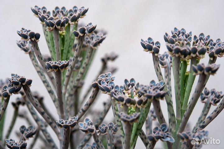 Эхеверия,хавортия