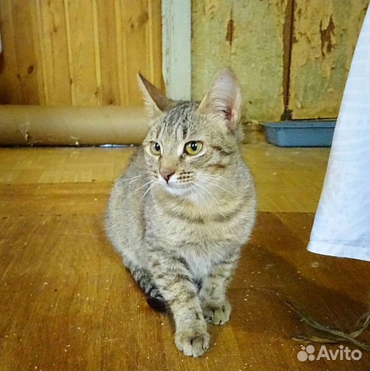 Кошка Мотя, Матильда