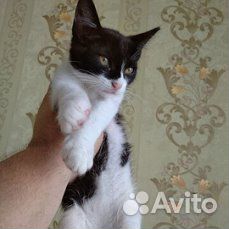 Отдам бесплатно