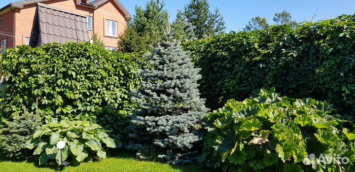 Девичий виноград