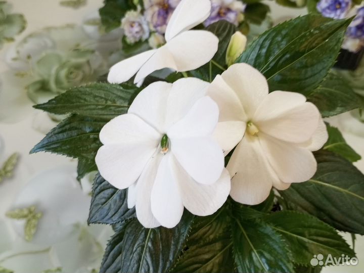 Бальзамин Новогвинейский