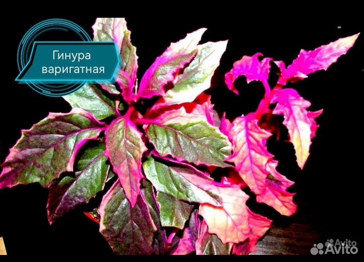 Комнатные цветочки