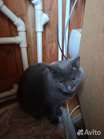 Кошки Курильский бобтейл. Владимирская обл