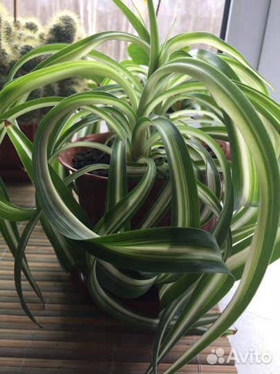 Продаю цветы