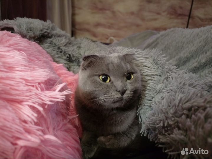 Кошки в добрые руки