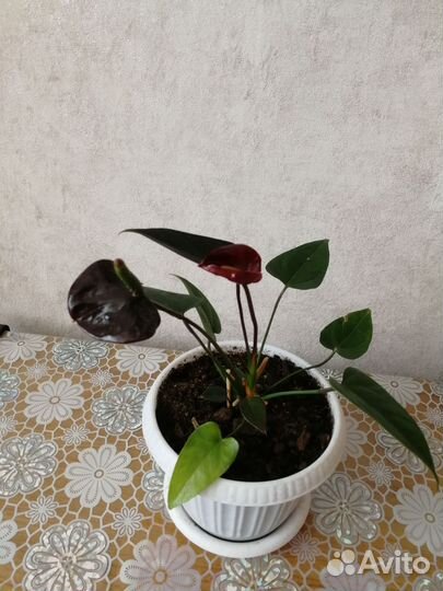 Антуриум чёрный