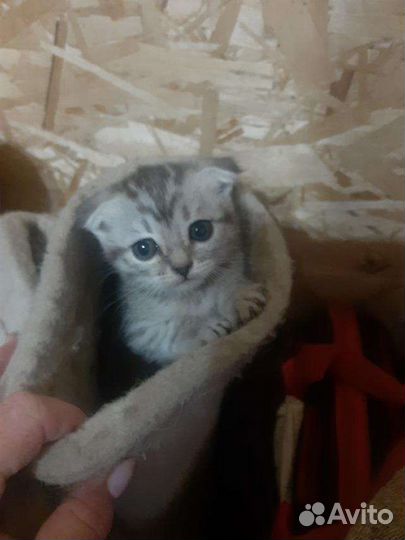 Шотландские котята