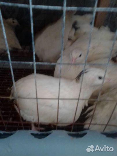 Продукты питания