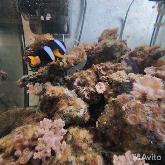 Морской аквариум