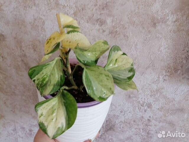 Эпипремнум марбл apple