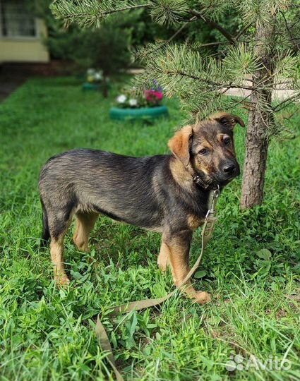 Щенок в добрые руки бесплатно