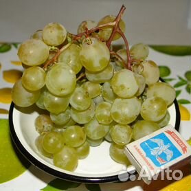 Саженцы винограда - купить в Курской области