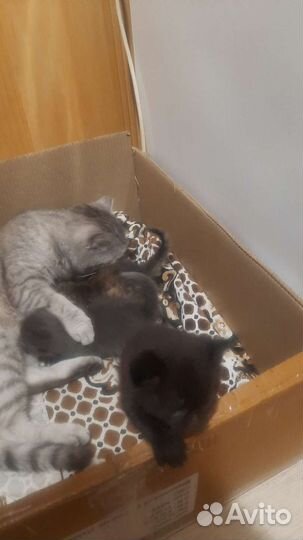 Отдам котят в хорошие руки