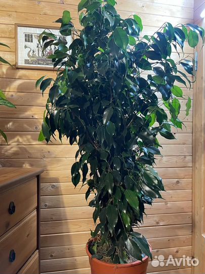 Фикус бенджамина даниэль D-27/ H-145