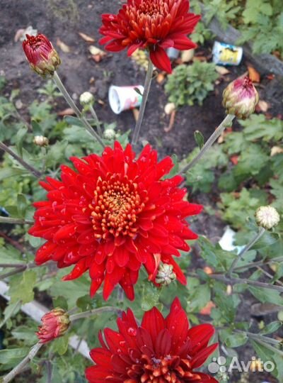 Хризантема