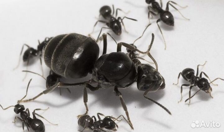 Муравьи разных видов (lasius,messor)