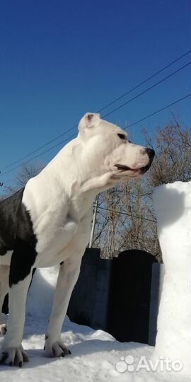 Питбуль вязка