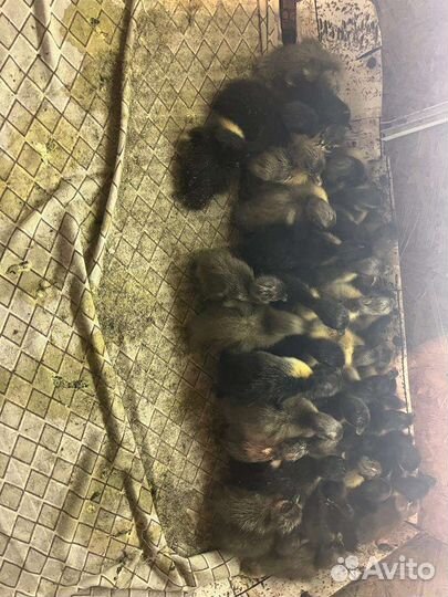 Индийский бегунок