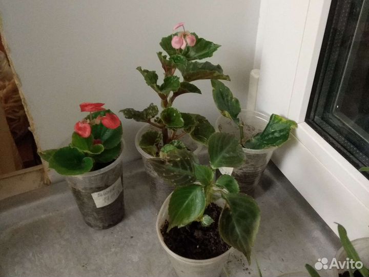 Бегония вечноцветущая, бальзамин