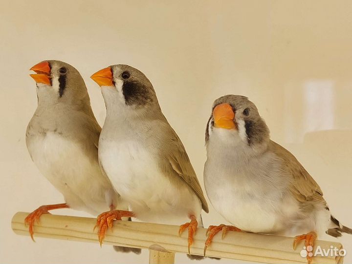 Амадины зебровые