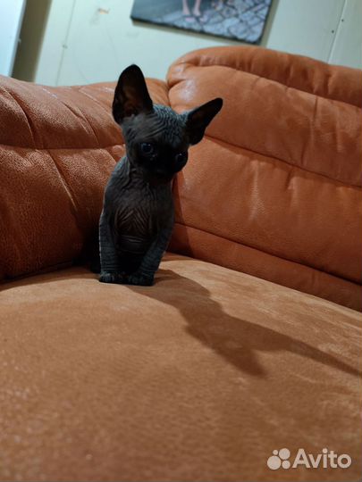 Канадский сфинкс