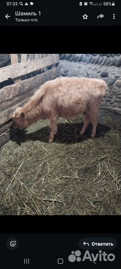 Телята телки 2 штуки