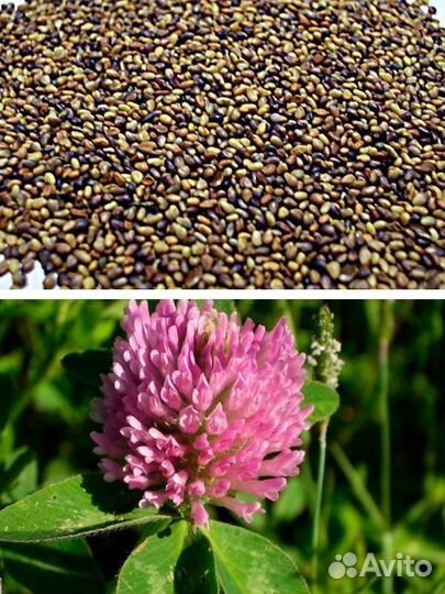 Семена клевера красного