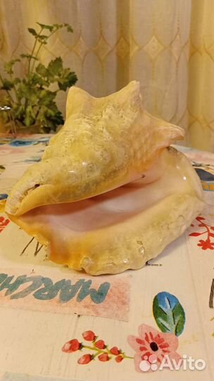 Раковина морская ракушка большая