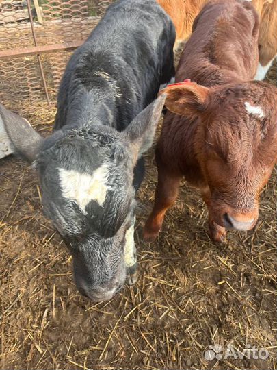 Здоровые телята бычки с доставкой до дома