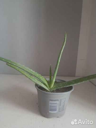 Алоэ Столетник