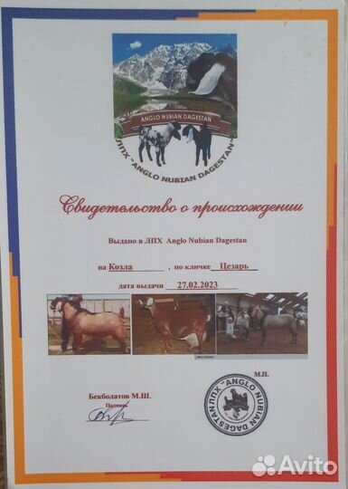 Англо нубийский козел