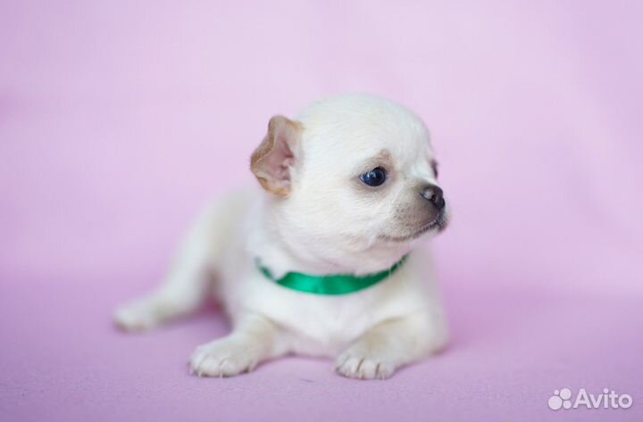 Щенки чихуахуа