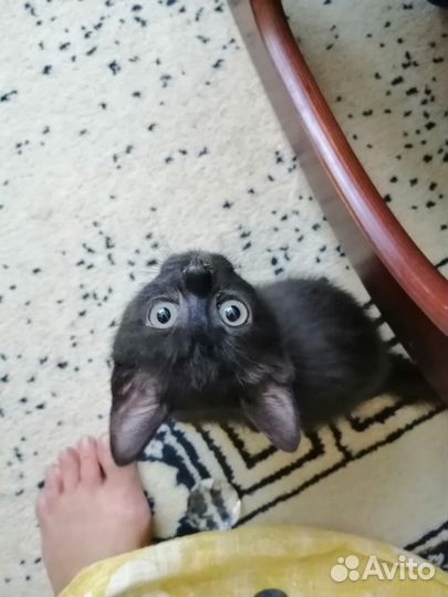 Котята метисы от британца