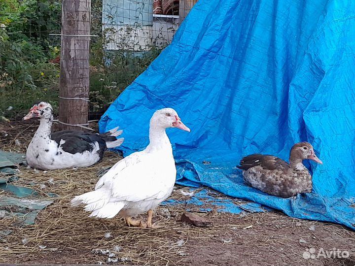 Индоутки на племя