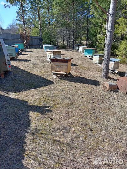 Продам пчелосемьи