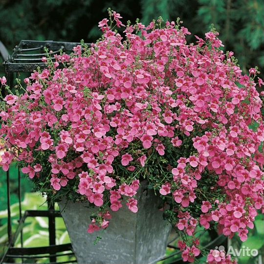 Ампельные растения