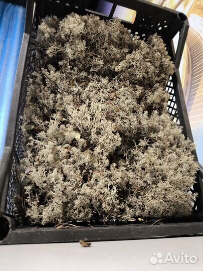 Мох ягель сухой